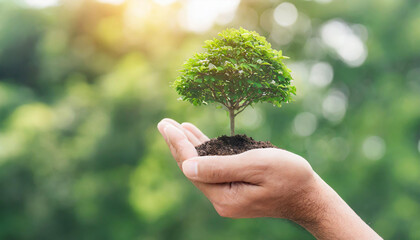 Ecology, eco-friendly growing tree plant on volunteer's hand natural background for go green, Arbor day, reforestation sustainable bio forest saving environment ecosystems conservation csr concept