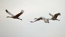 Three Sandhill Cranes Flying With A White Sky Background