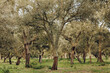 Cork oak (quercus suber) forest with harvested trees in Palmela, Portugal. 