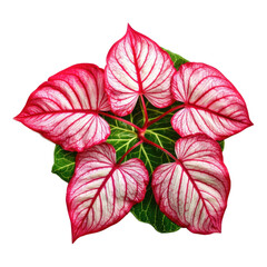 Wall Mural - Red Caladium leaves pattern or elephant ear the tropical foliage plant bush with fancy variegated leaves transparent background 