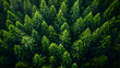 green fern background,
A close up of a forest of pine trees with a dark sky
