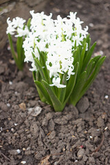 Wall Mural - Group of white hyacinths in the spring garden