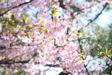 Poster - Early blooming cherry blossoms. In recent years, cherry blossoms seem to be blooming earlier due to global warming.