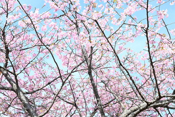 Wall Mural - Early blooming cherry blossoms. In recent years, cherry blossoms seem to be blooming earlier due to global warming.