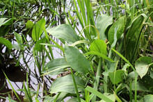 Alisma Plantago-aquatica Grows In The Shallows Of The River