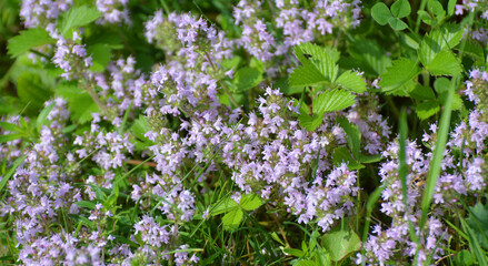 Poster - Thyme (Thymus serpyllum) blooms in nature