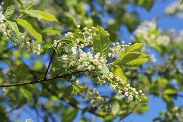 Sticker - In spring, bird-cherry tree (Prunus padus) blooms in nature