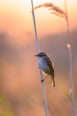 Wall Mural - Sedge Warbler, Acrocephalus schoenobaenus, singing during sunset