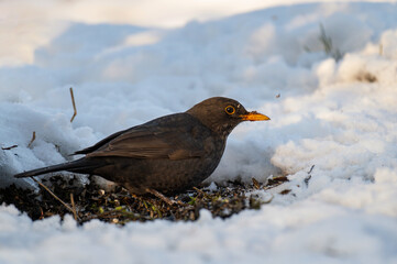 Poster - Common blackbird Turdus merula in the wild