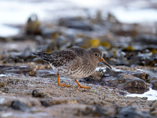 Sticker - Purple sandpiper, Calidris maritima