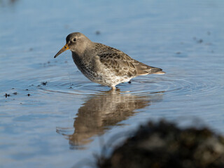 Sticker - Purple sandpiper, Calidris maritima