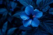 blue flower on dark background