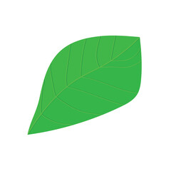 leaf illustration on white background