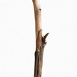 Tree  Branch isolated on white background