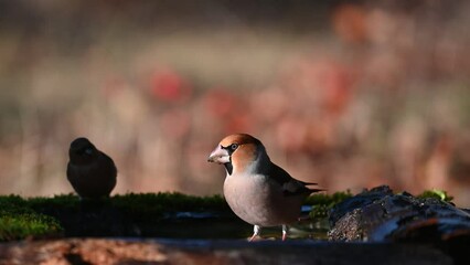 Poster - Hawfinch Coccothraustes coccothraustes. In the wild. Bird drinks the water and flies away. Slow motion. Close up.