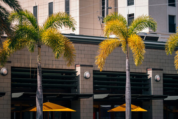 Wall Mural - trees in the city coral gables restaurant miami 