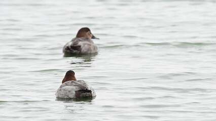 Wall Mural - Common pochard Aythya ferina. The bird is resting and swimming on the lake. Slow motion.