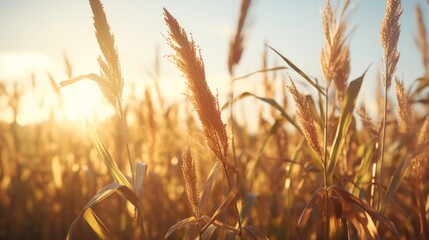 Aufkleber - Generative AI Close-up shot showcasing the ripe cornstalks swaying gently in the breeze in a field at dusk.