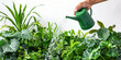© IndigoElf - Nurturing Indoor green leaves Garden. Close-up of a hand watering lush indoor potted plants with a watering can, water droplets suspended in air, copy space.