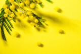 Fototapeta  - Mimosa spring flowers branch border design over yellow background, top view. Bouquet of beautiful yellow fresh mimosa. Easter, Mother's Day