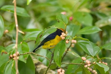 Wall Mural - Tawny-capped euphonia, Euphonia anneae, in a bush