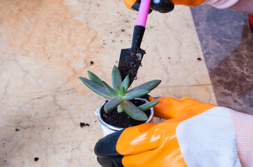 Wall Mural - Hands in garden gloves planting succulents in new flower pots. The process of home gardening