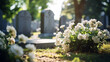 Serenity in the Cemetery: White Roses on All Souls' Day