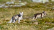 Arctic fox cub (Vulpes lagopus) in Dovre mountains, Norway