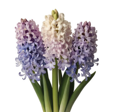 multi color hyacinth isolated on white background