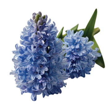blue hyacinth isolated on white