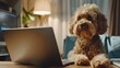 dog in front of a laptop on a video call with another dog in a house