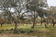 Cork oak (quercus suber) forest with harvested trees in Palmela, Portugal.