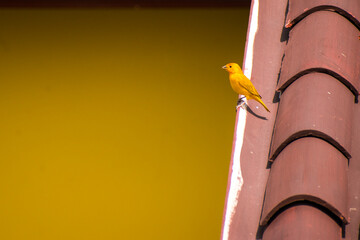 Little yellow bird on house roof in summer