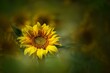 © imageBROKER - Sunflower (Helianthus annuus) single flower with bee, in a blurred sunflower field, Rhineland-Palatinate, Germany, Europe