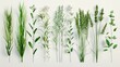 a bunch of different kinds of grasses and leaves, in the style of realistic details, absinthe culture, high detailed, organic simplicity