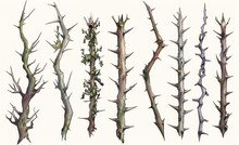  Thorns And Branches Isolated Digital Drawing, In The Style Of Realistic Watercolor Paintings, Varying Wood Grains