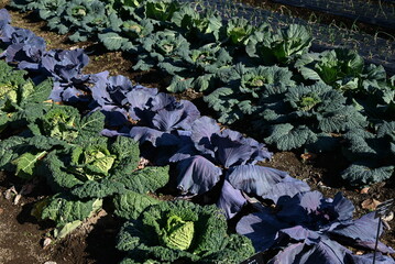 Cabbage cultivation. Cabbage is a healthy vegetable that contains vitamin U, which protects the stomach, and there are many types of cabbage, head cabbage, cavolo nero, and savoy cabbage.
