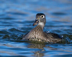 Female Wood Duck