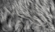 Black and white animal wool texture background, grey natural mink wool, close-up texture of plush dark fur