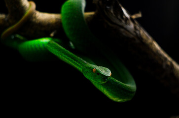 the green snake
