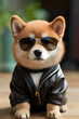 Shiba Inu dog wearing sunglasses and leather jacket on wooden floor