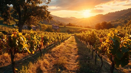 Poster - Serene vineyard landscape, rows of grapevines, rustic winery, sunset casting warm hues Generative AI