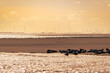 Seehunde vor Spiekeroog im Sonnenuntergang vor Windrädern