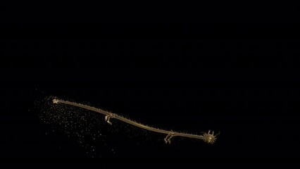 Wall Mural - 3d animation golden chinese dragon slithering past the camera into the center and posing at the end 
