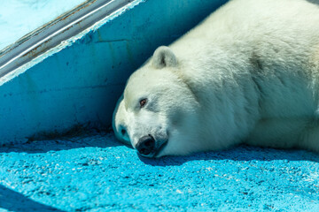 Canvas Print - Portrait of a polar bear in the zoo