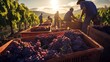 Red grape growers collect red grapes and put them in boxes ready to export out of the country.