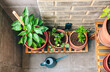 Top view of small vegetable garden on balcony of town apartment with varieties of green plants growing on a ceramic pots over wood shelf. Urban sustainable organic garden concept.