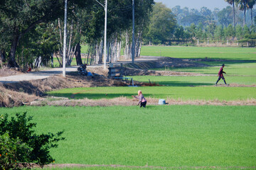 Wall Mural - Farmers are cultivating rice in the rice fields.