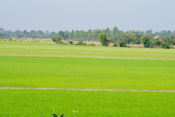 Wall Mural - View of green rice fields.