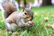 squirrel on grass nibbling on walnut shell